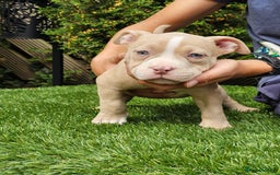American Bully dogs for sale: 9 week old pocket bully pups, well known bloodline - Image 12