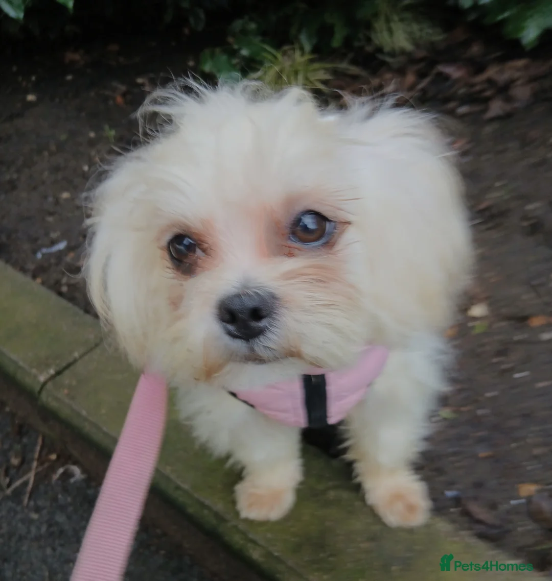 Mixed Breed dogs for sale: Adorable Maltese/Lhasa Apso puppies  - Advert 6