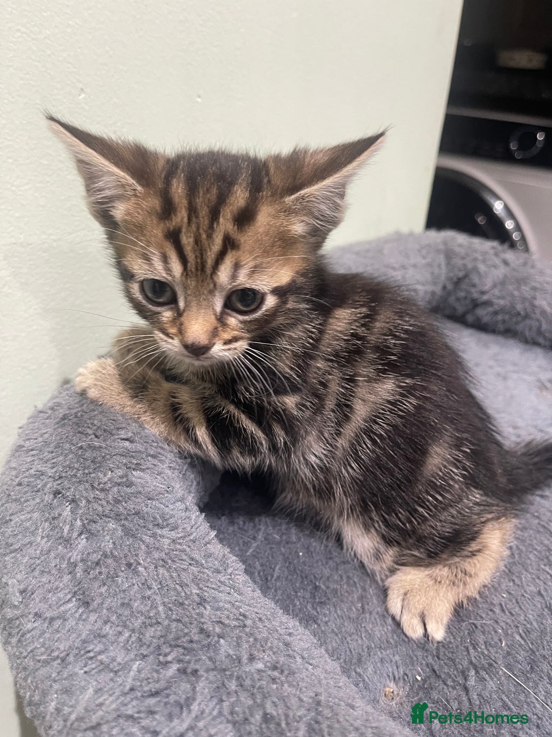 Mixed Breed cats for sale: BEAUTIFUL KITTENS  - Image 16