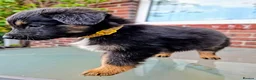 Mixed Breed dogs for sale: German shepherd/husky/springer cross puppies  - Advert 4