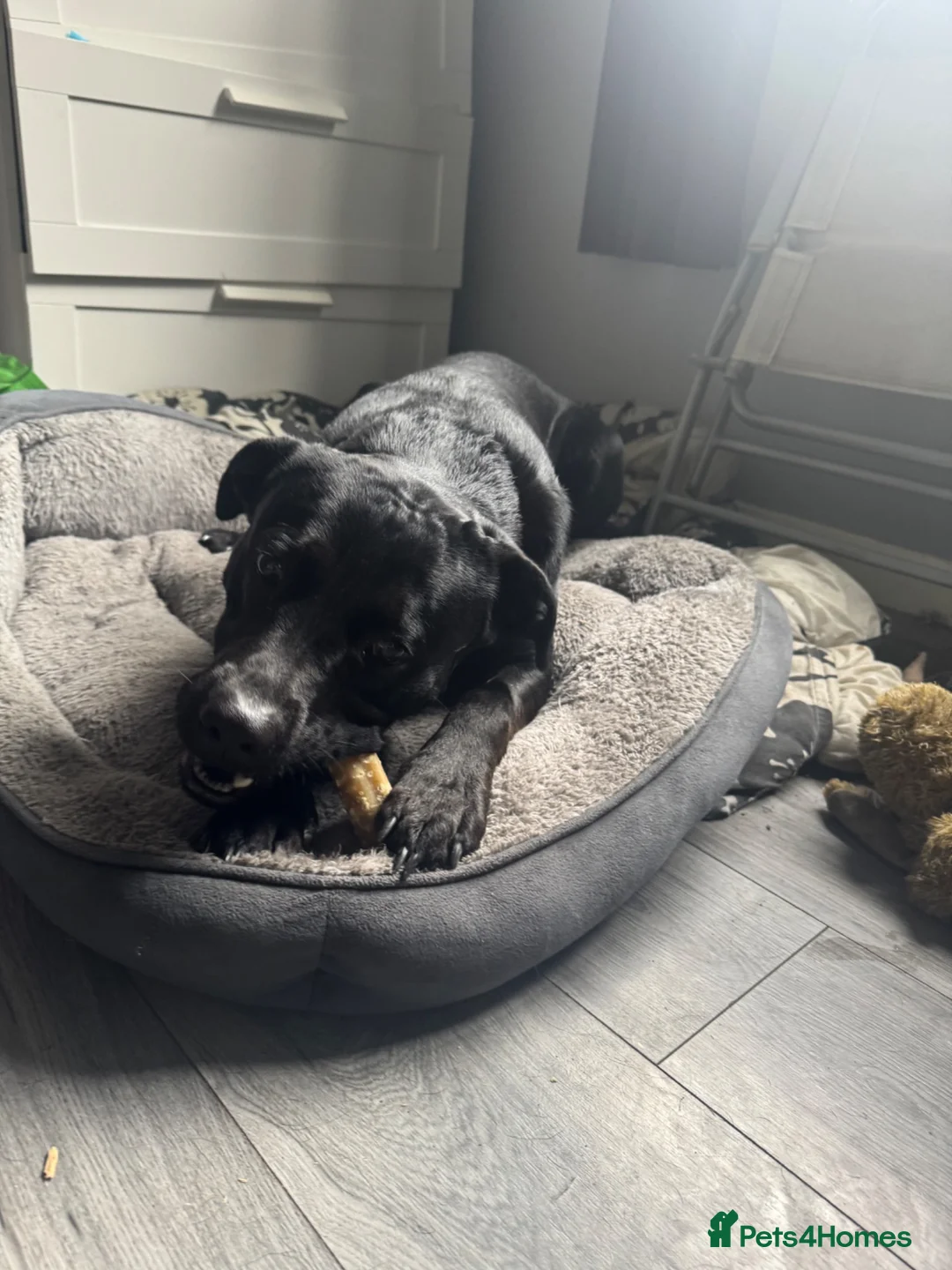 Labrador Retriever dogs for sale: Dog for sale in Dudley - Advert 1
