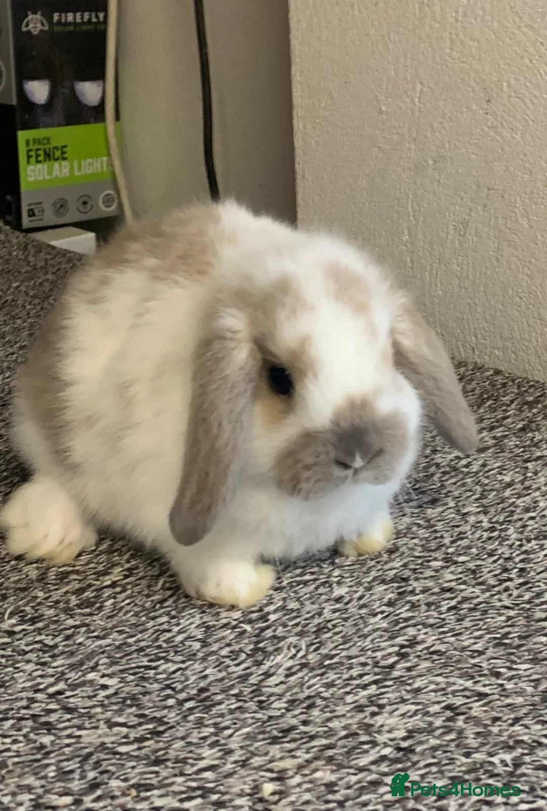 Mini Lop rabbits for sale: Pure bred mini lops baby Rabbits. - Advert 1