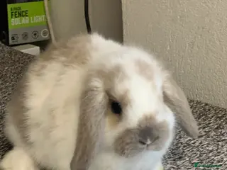 Mini Lop rabbits Pure bred mini lops baby Rabbits. - Advert 3