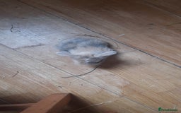 Mini Lop rabbits for sale: Beautiful lops for sale  - Image 8