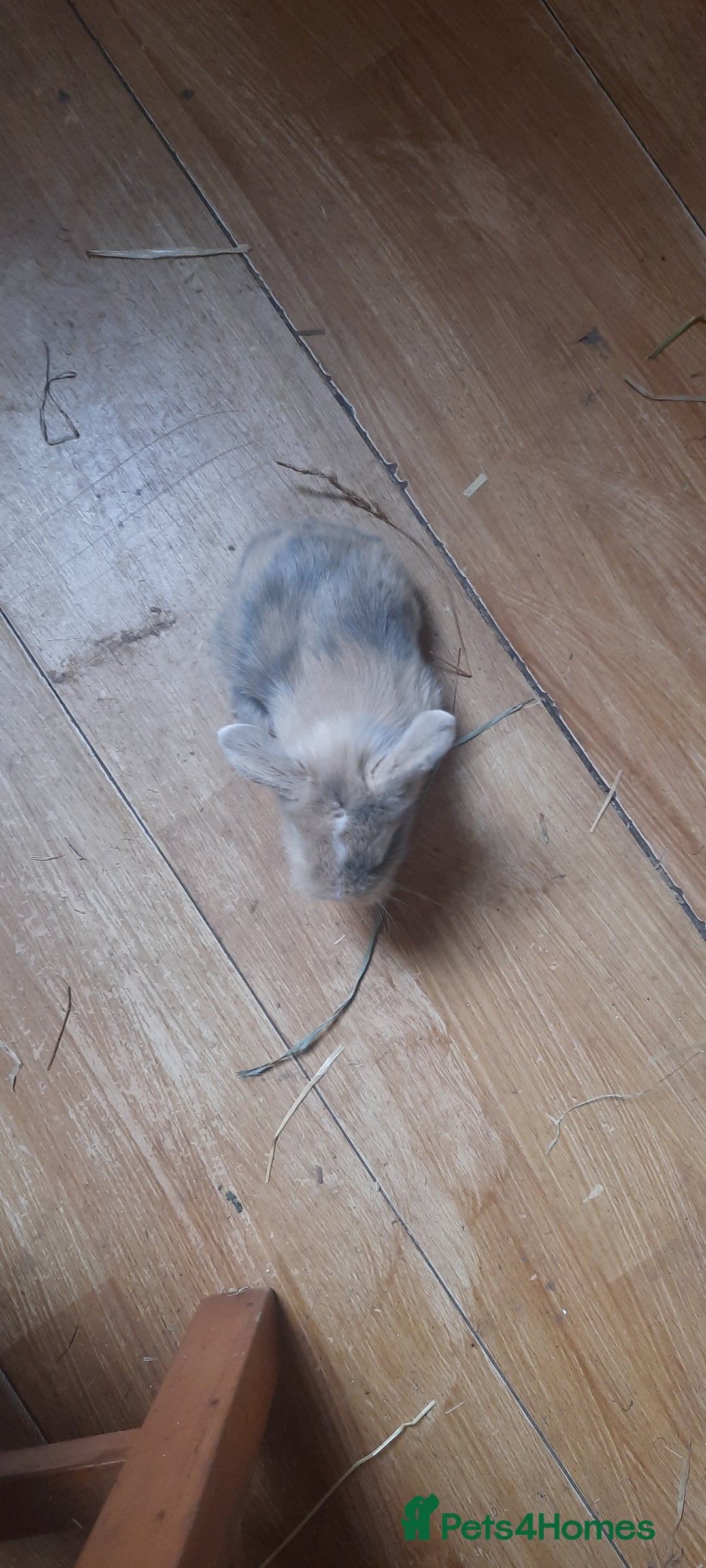Mini Lop rabbits for sale: Beautiful lops for sale  - Image 8