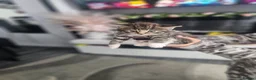 Mixed Breed cats for sale: Kittens - Advert 4