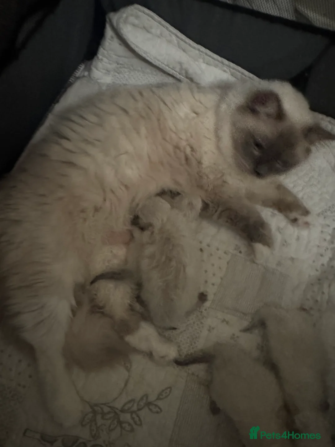 Ragdoll cats for sale: adorable  kittens ready to go home 28th April  - Advert 18