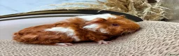 Guinea Pig rodents for sale: LOTS OF FEMALE GUINEA PIGS AVAILABLE  - Advert 7