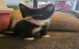 Mixed Breed cats for sale: Adorable kittens looking for their forever homes  - Image 8
