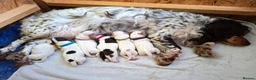 Cocker Spaniel dogs for sale: Working cocker spaniel puppies - Advert 11