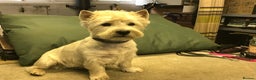 West Highland Terrier dogs for stud: 3 Stud Dogs available in Doncaster - Advert 3