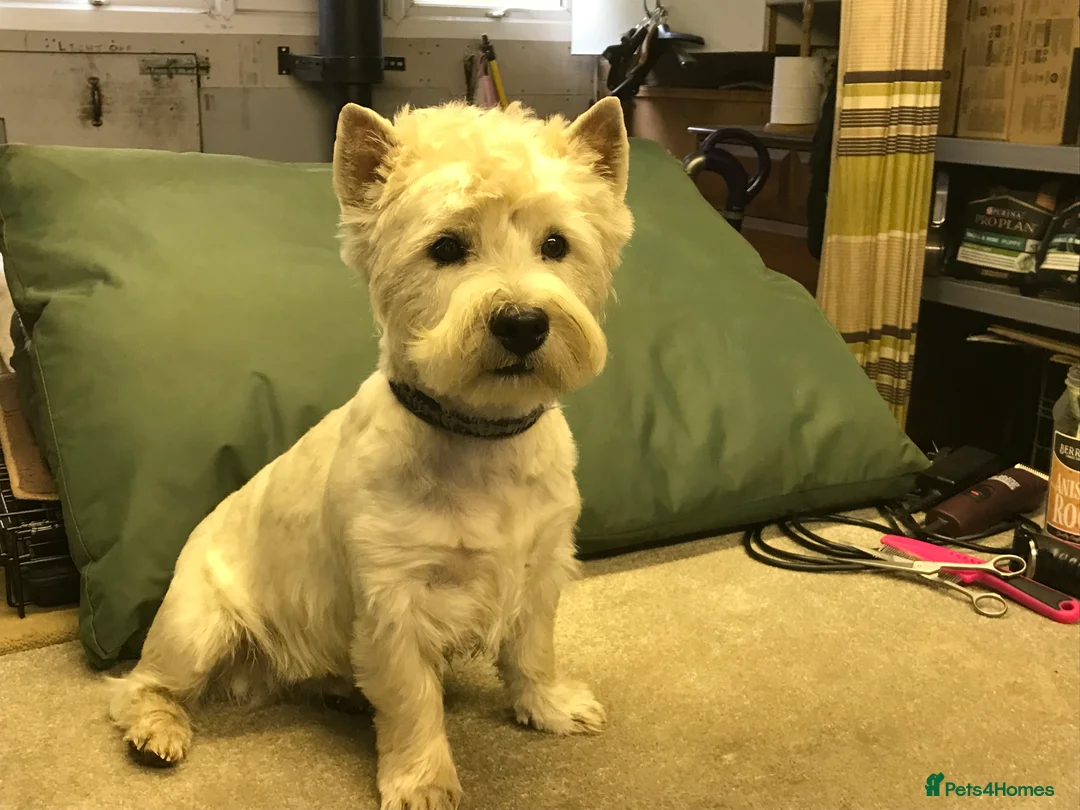 West Highland Terrier dogs for stud: 3 Stud Dogs available in Doncaster - Advert 3