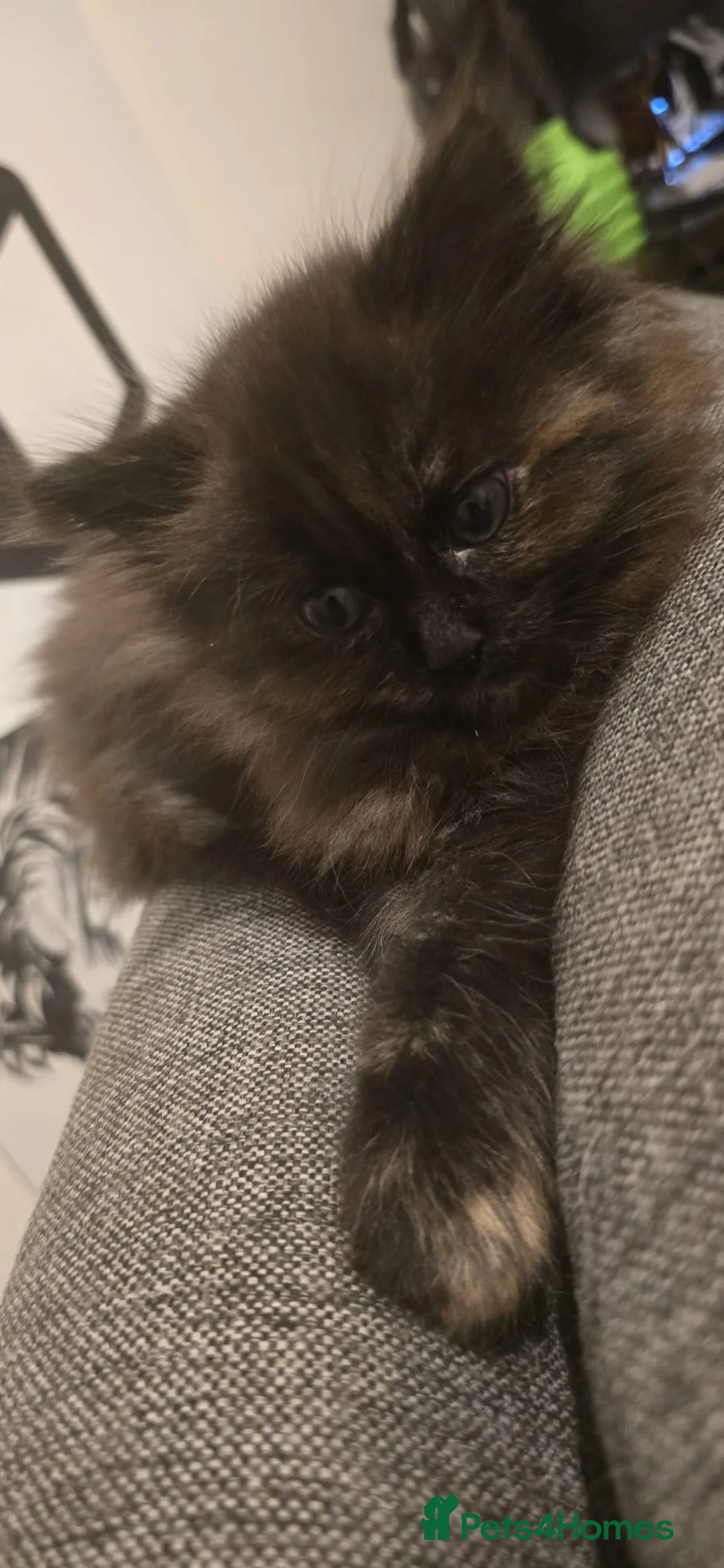 Ragdoll cats for sale: Ragdoll x Siberian mix - Advert 20