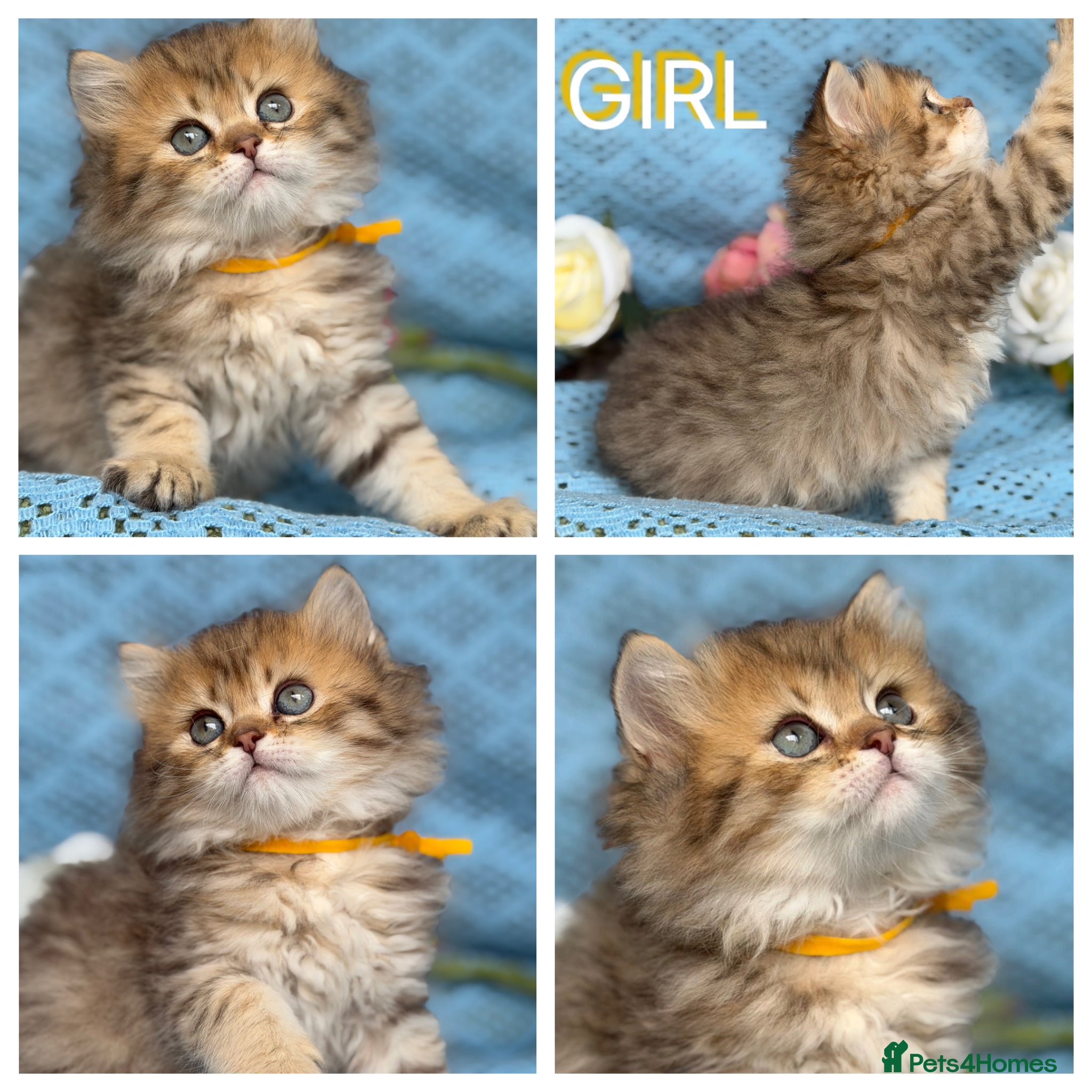 British Longhair cats British Longhair golden shaded kittens TICA - Advert 5