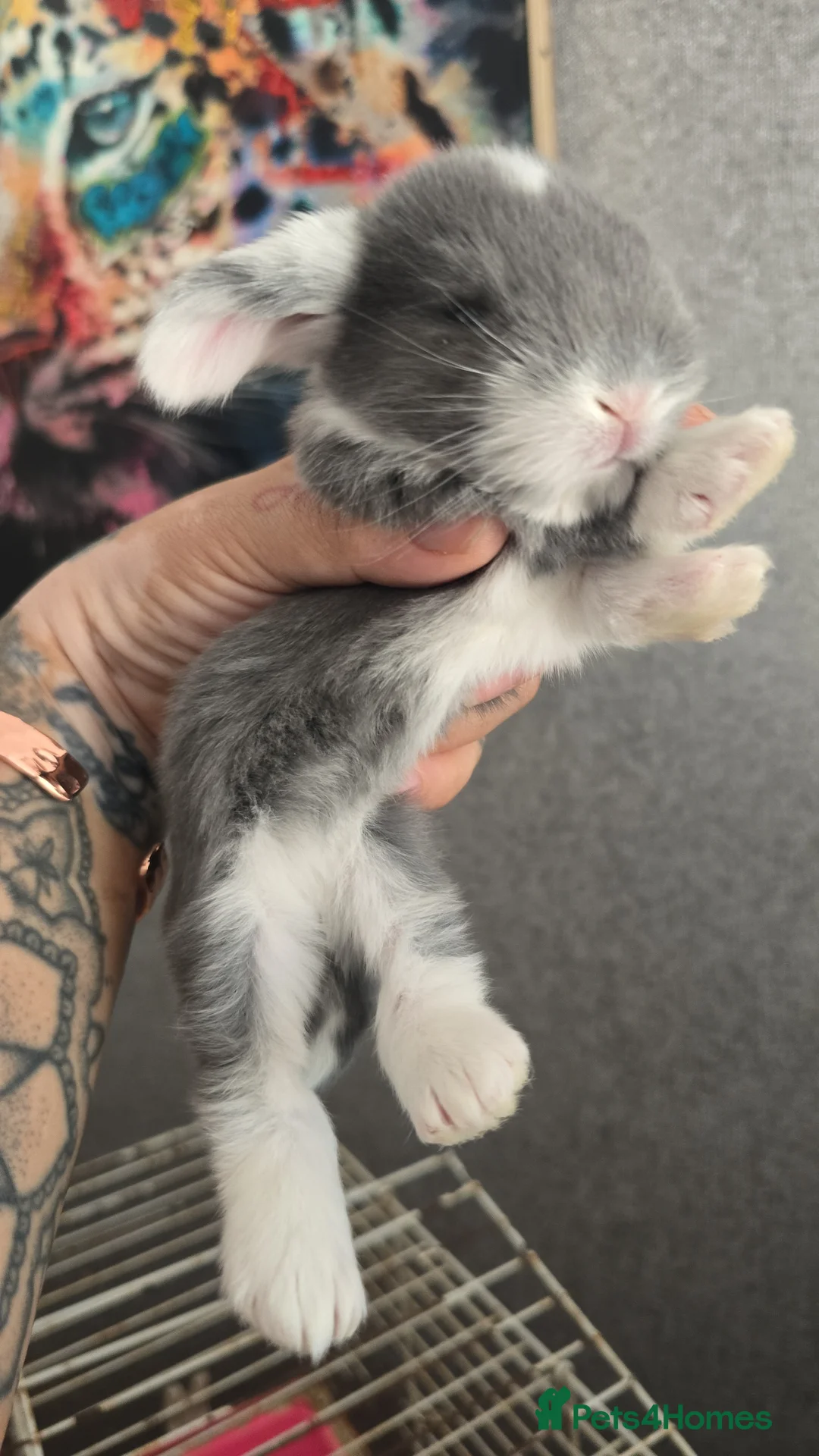 French Lop rabbits for sale: A Total of 8 Large French Lops - Advert 1