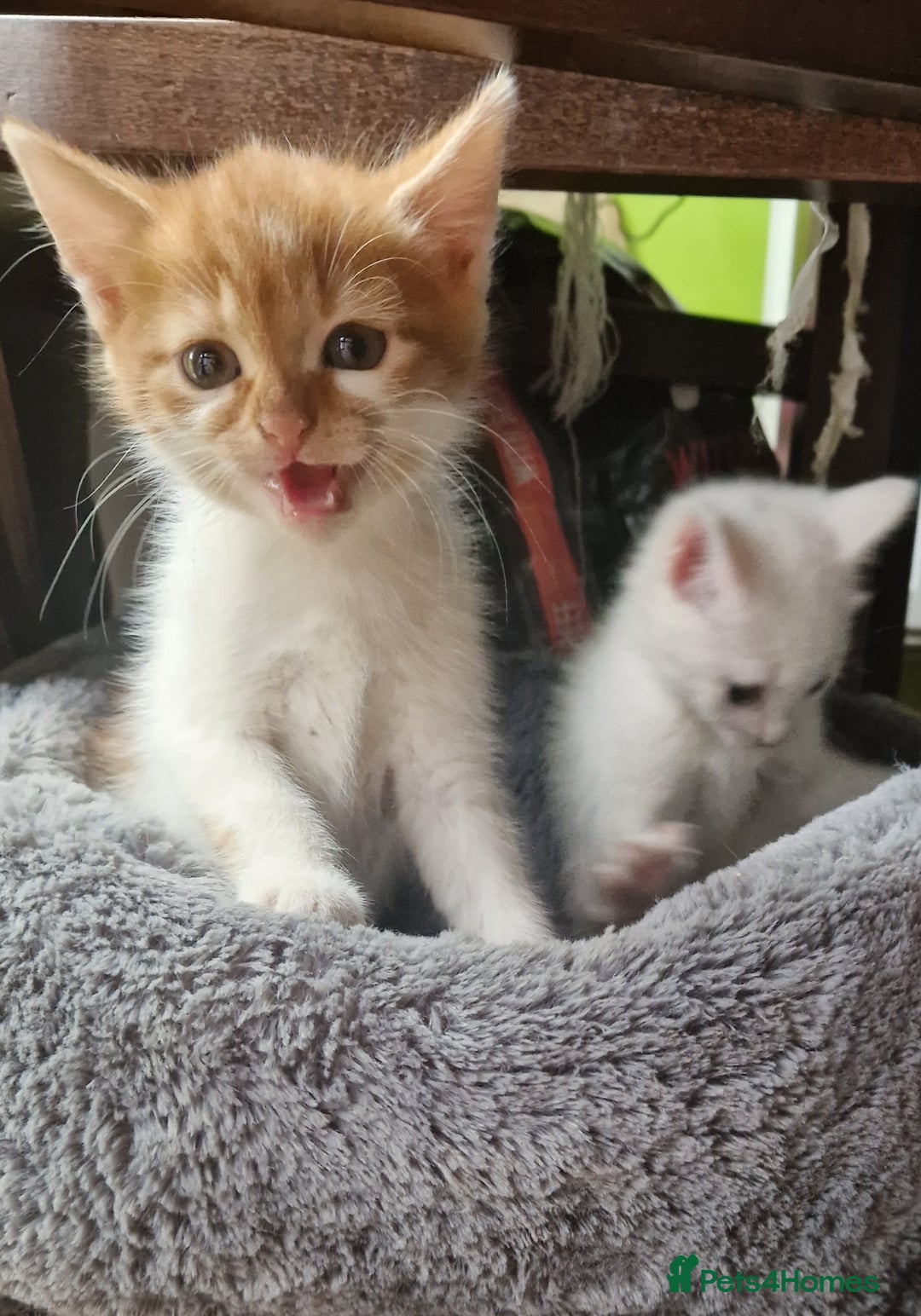 Mixed Breed cats for sale: Siberian cross ready to go!!! - Image 21
