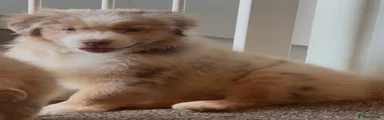 Miniature American Shepherd 2