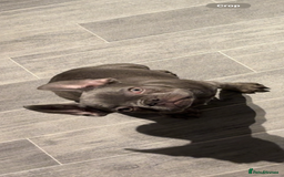 French Bulldog dogs for sale: 5 month old french bulldog for rehoming  - Advert 2