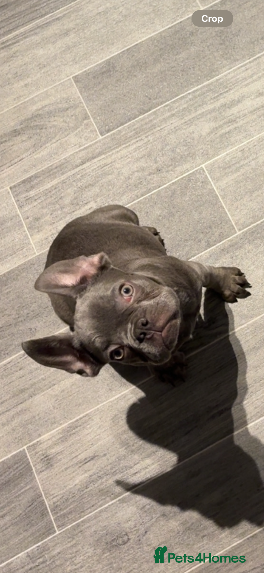 French Bulldog dogs for sale: 5 month old french bulldog for rehoming  - Advert 2