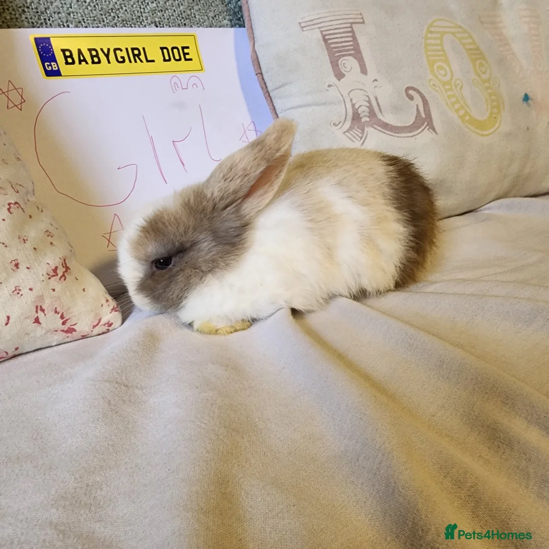 Mini Lop rabbits for sale: Stunning Mini Lops from Keeper's Mini Lops  - Advert 12