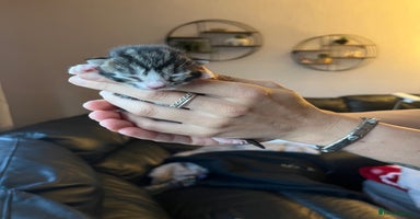 Mixed Breed cats - Advert 6