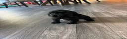 Cocker Spaniel dogs for sale: Show/working cocker spaniels🐶 - Advert 8