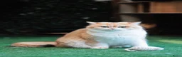 British Shorthair cats for sale: Active queens to pet hobby breeder ONLY  - Advert 8