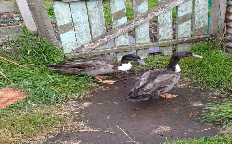 Ducks poultry - Advert 1