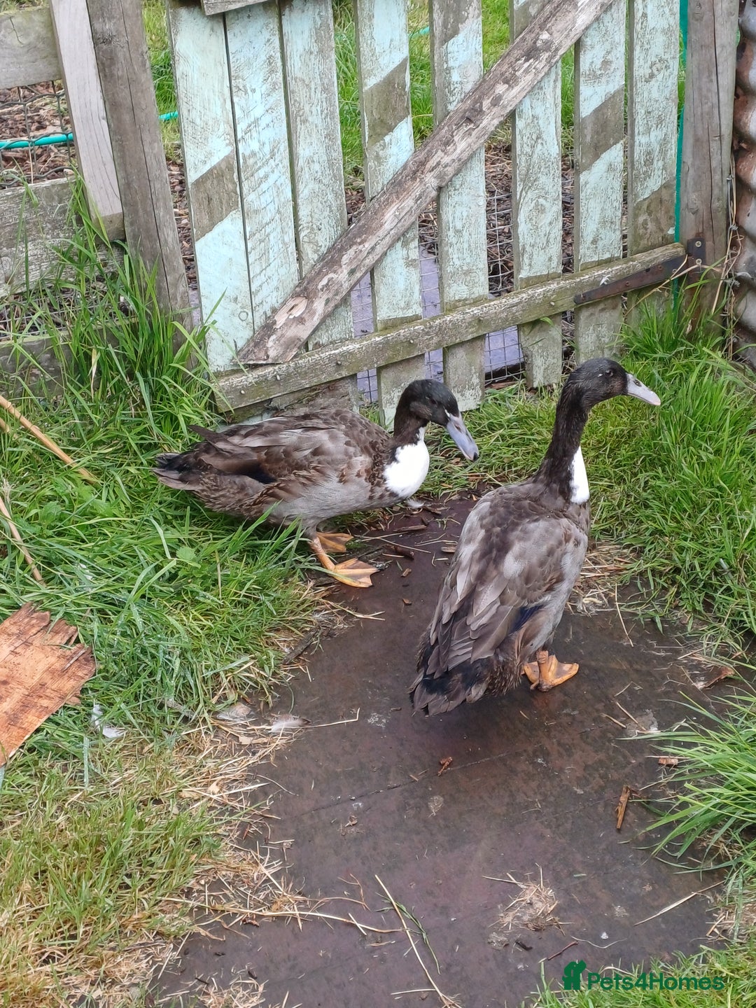 Ducks poultry for sale: Rare hookbill drakes - Image 1