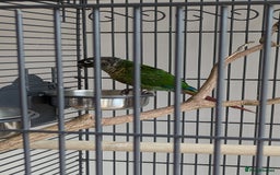 Conures birds for sale: Green cheek conjure  - Image 4