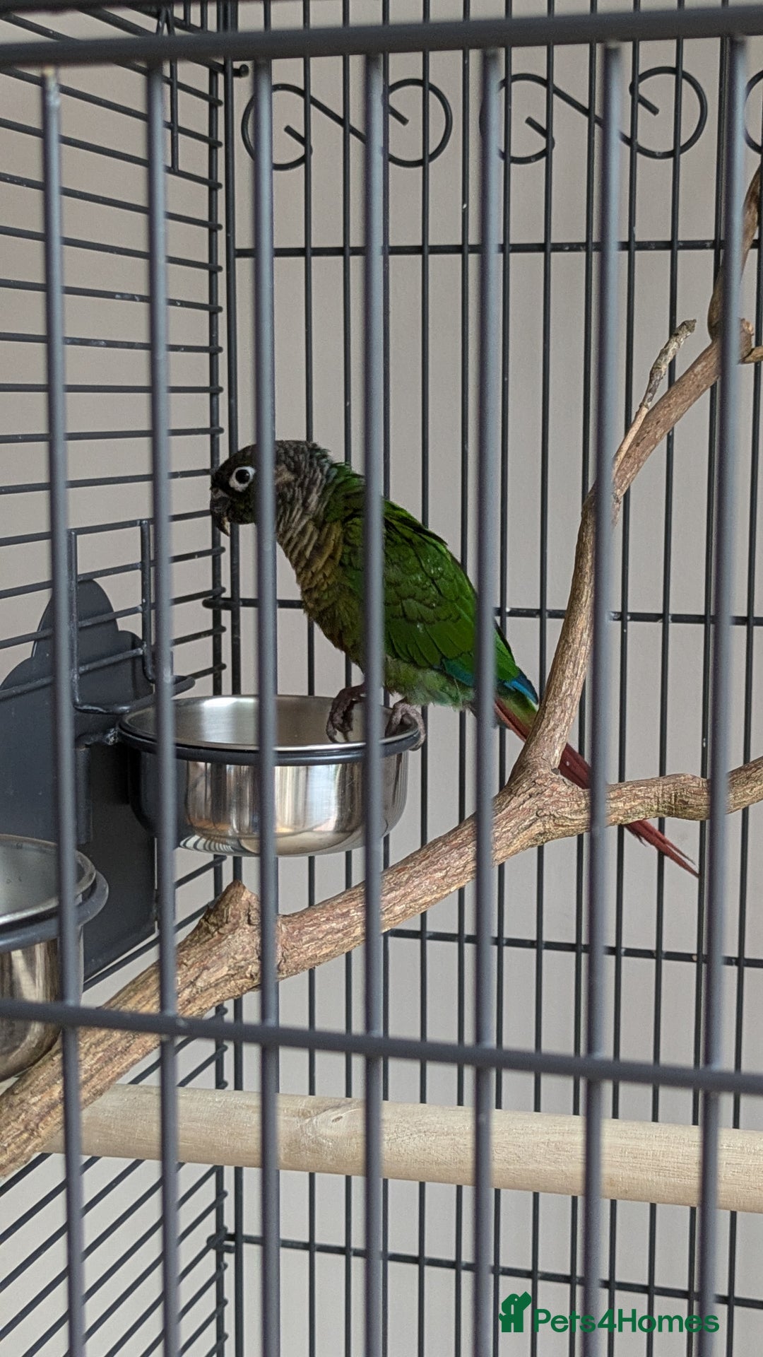 Conures birds for sale: Green cheek conjure  - Image 4