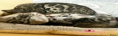 Bengal Kitten 5
