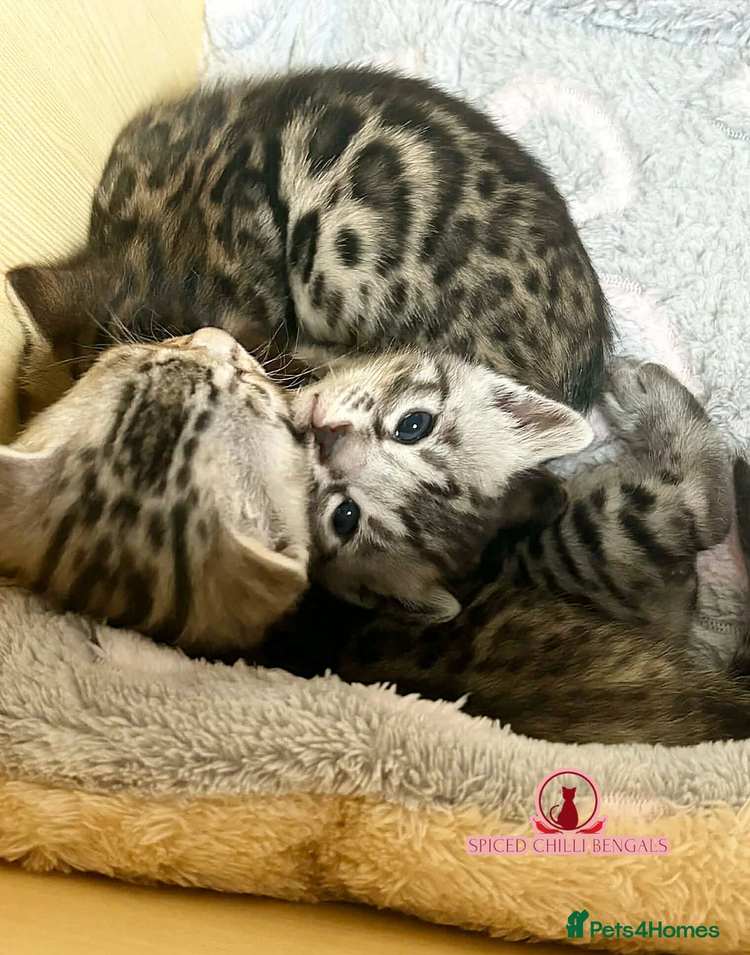 Bengal cats for sale: ✨️ OUTSTANDING TICA BENGAL KITTENS ✨️ in Leicester - Advert 11
