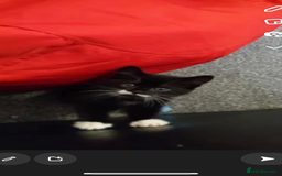 Domestic Shorthair cats for sale: FREE 2yr old male cat - Advert 4