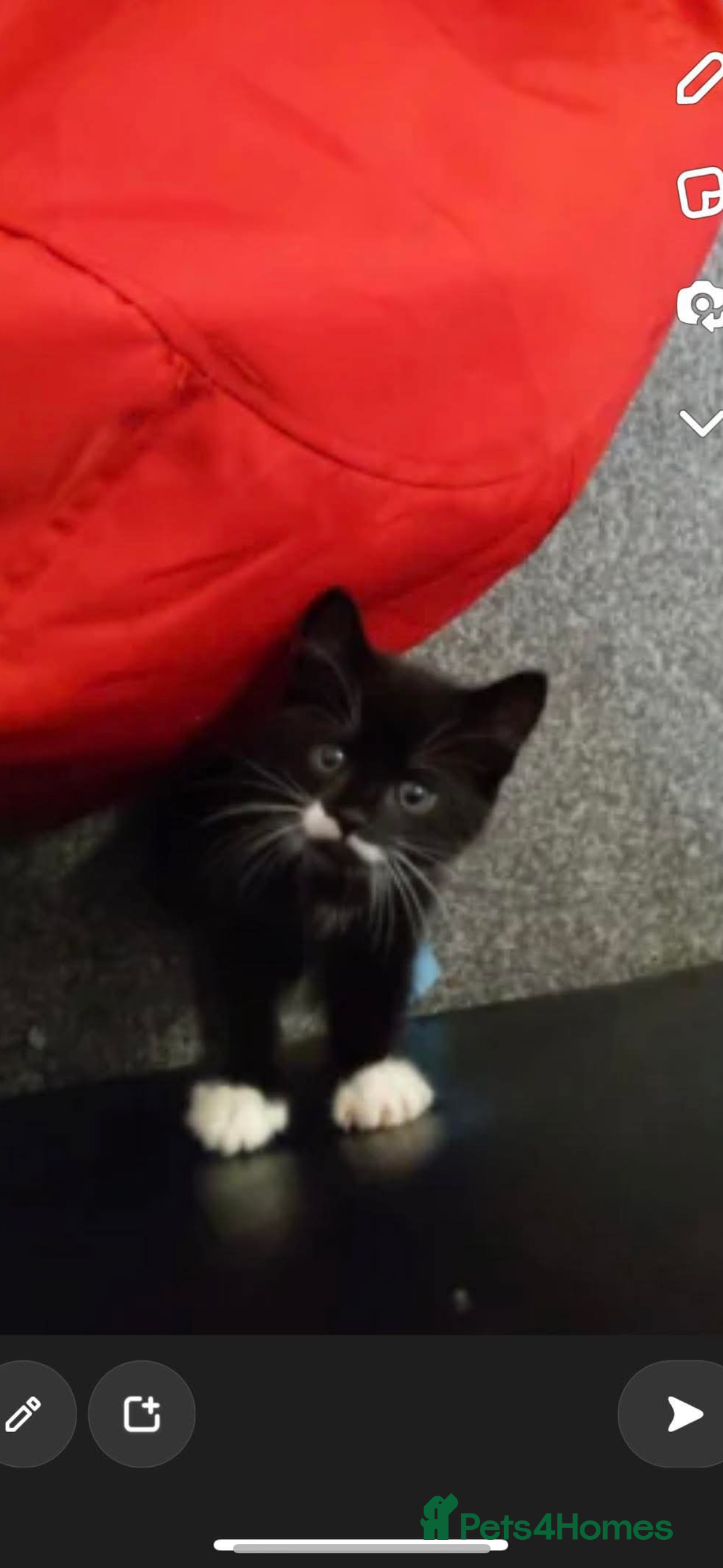 Domestic Shorthair cats for sale: FREE 2yr old male cat - Advert 4