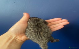 Mixed Breed cats for sale: Mixed breed ragdoll & tabby kittens - Image 13