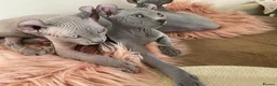 Sphynx cats for sale: Sphynx Elf kittens - Advert 33