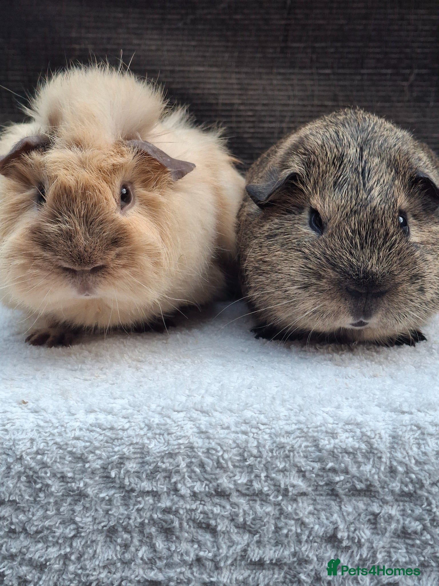 Guinea Pig rodents Baby Male Guineapig  - Advert 1