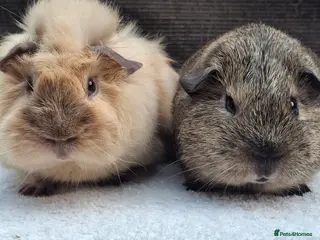 Guinea Pig rodents Baby Male Guineapig - Advert 1