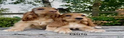 Cocker Spaniel dogs for sale: KC RegShow Type Cocker Spaniel Pups Health Tested - Advert 3