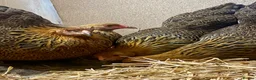 Chickens poultry for sale: Gold Partridge Brahma Bantams - Advert 7