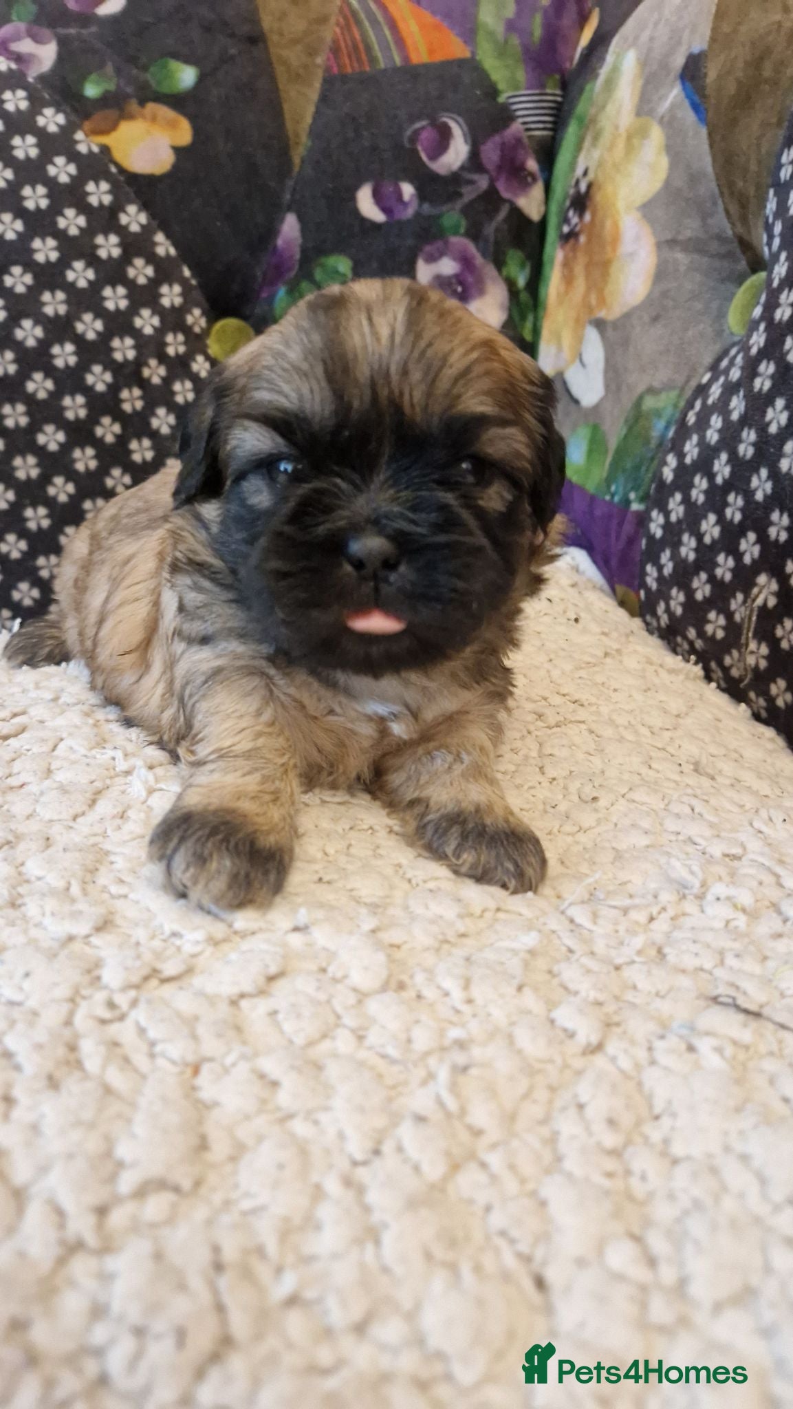 Shih Tzu dogs Shih-tzu pedigree puppies - Advert 6