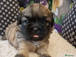Shih Tzu dogs Shih-tzu pedigree puppies - Advert 3