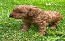 Cockapoo dogs for sale: Cockapoo puppy for sale  - Image 1