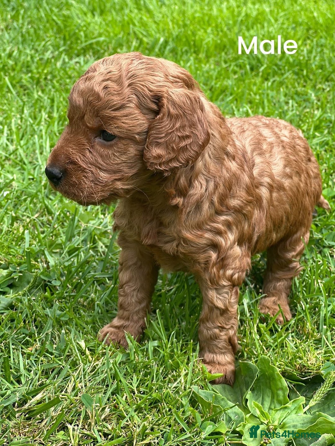 Cockapoo dogs for sale: Cockapoo puppy for sale  - Image 1