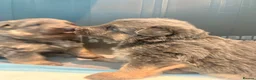 German Shepherd dogs for sale: Blue/Tan Puppies  in Dartford - Advert 7