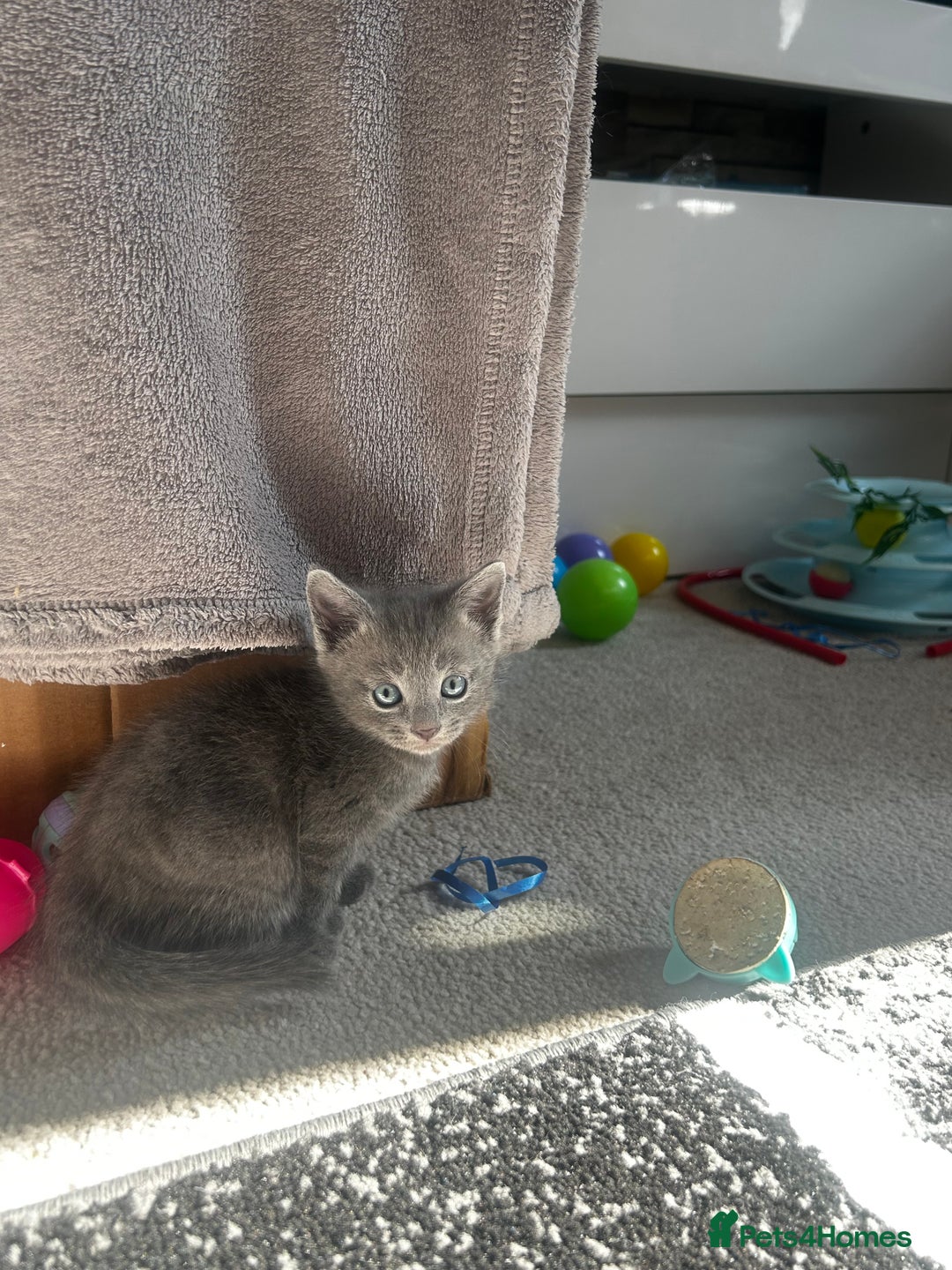 Russian Blue cats for sale: Russian blue x Chartreux - Image 7