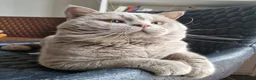 British Shorthair cats for stud: 🐾 Exceptional Lilac BSH Stud 🐾 - Advert 3