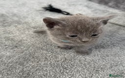 Russian Blue cats for sale: Russian Blue Kittens  - Advert 5