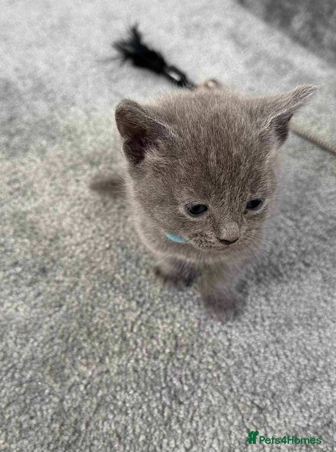 Russian Blue cats for sale: Russian Blue Kittens  - Advert 5